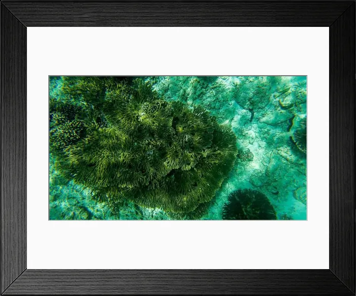 Framed Print : Photography of fish and corals in Oman near Muscat during spring sunny day Framed Print : Photography of fish and corals in Oman near Muscat during spring sunny day