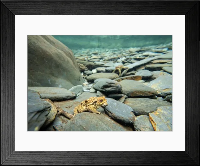 Framed Print : A common toad or Bufo bufo rests among river stones underwater Framed Print : A common toad or Bufo bufo rests among river stones underwater