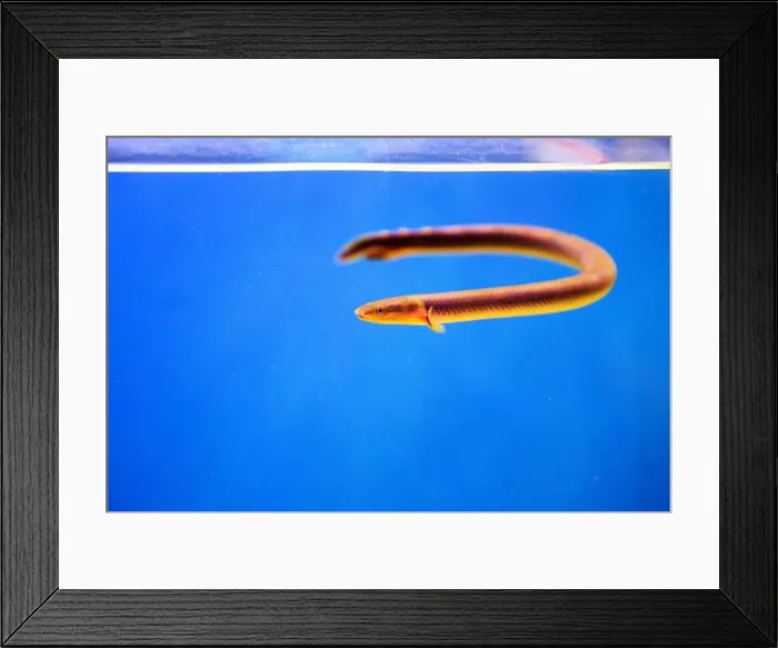 Framed Print : The reedfish, ropefish, or snakefish - (Erpetoichthys calabaricus), photographing in freshwater aquarium tank Framed Print : The reedfish, ropefish, or snakefish - (Erpetoichthys calabaricus), photographing in freshwater aquarium tank