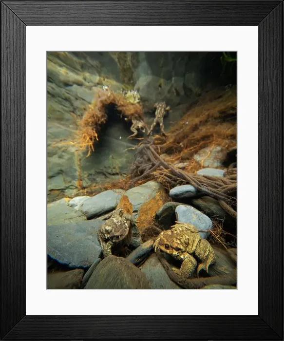 Framed Print : Underwater view of a pair of Common toads or Bufo bufo amidst a tangle of roots during mating season Framed Print : Underwater view of a pair of Common toads or Bufo bufo amidst a tangle of roots during mating season