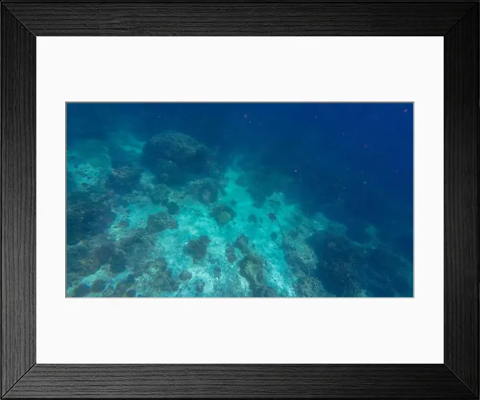 Framed Print : Photography of fish, turtle, sharks and corals in Oman near Muscat during spring sunny day