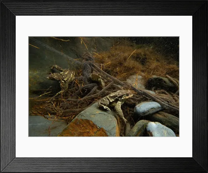 Framed Print : Underwater view of a pair of Common toads or Bufo bufo amidst a tangle of roots during mating season Framed Print : Underwater view of a pair of Common toads or Bufo bufo amidst a tangle of roots during mating season