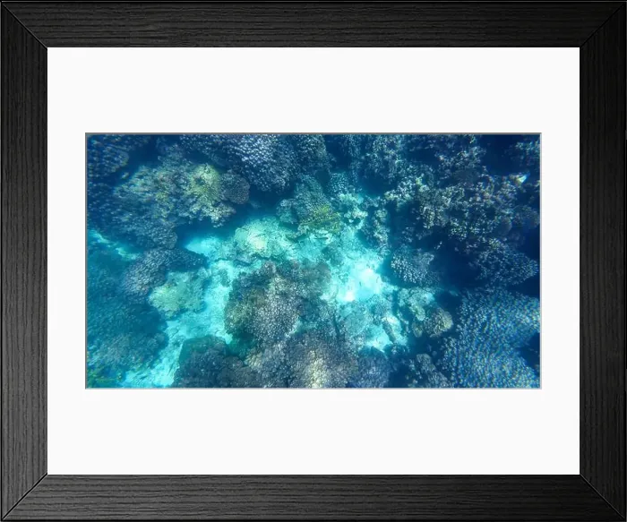 Framed Print : Photography of fish and corals in Oman near Muscat during spring sunny day Framed Print : Photography of fish and corals in Oman near Muscat during spring sunny day
