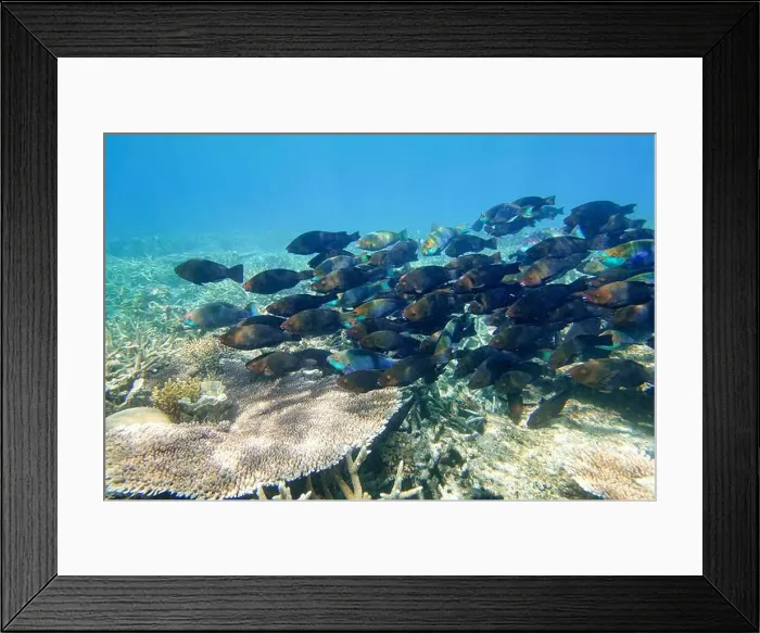 Framed Print : Indonesia Anambas Islands - Colorful coral reef with tropical fish Framed Print : Indonesia Anambas Islands - Colorful coral reef with tropical fish