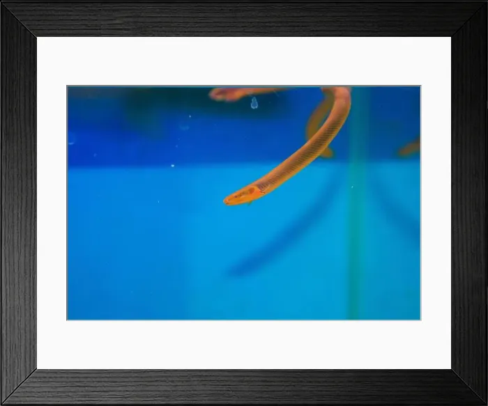 Framed Print : The reedfish, ropefish, or snakefish - (Erpetoichthys calabaricus), photographing in freshwater aquarium tank Framed Print : The reedfish, ropefish, or snakefish - (Erpetoichthys calabaricus), photographing in freshwater aquarium tank