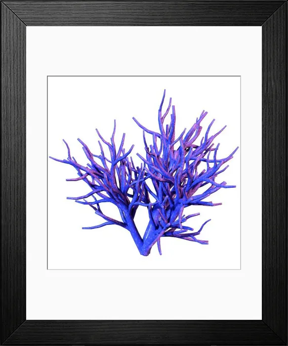 Framed Print : 3D rendering of a coral, a marine invertebrate isolated on white background Framed Print : 3D rendering of a coral, a marine invertebrate isolated on white background