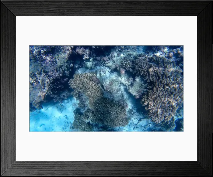 Framed Print : Photography of fish and corals in Oman near Muscat during spring sunny day Framed Print : Photography of fish and corals in Oman near Muscat during spring sunny day