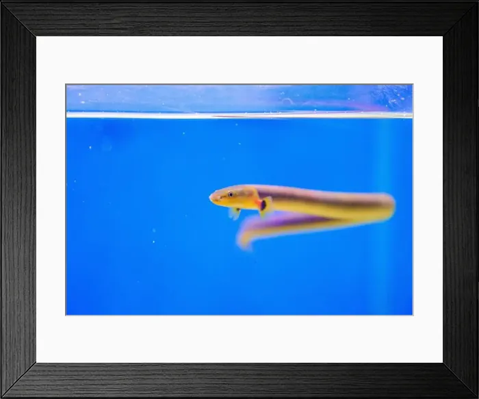 Framed Print : The reedfish, ropefish, or snakefish - (Erpetoichthys calabaricus), photographing in freshwater aquarium tank Framed Print : The reedfish, ropefish, or snakefish - (Erpetoichthys calabaricus), photographing in freshwater aquarium tank