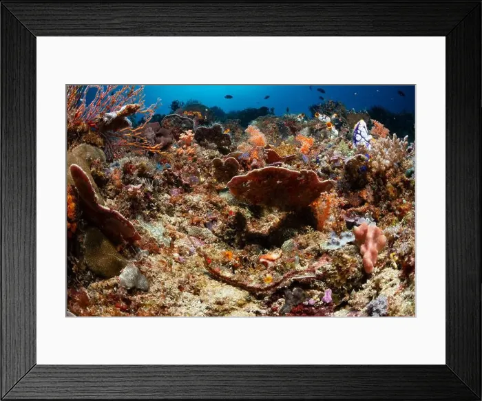 Framed Print : Reefscape - Bangka Island Framed Print : Reefscape - Bangka Island