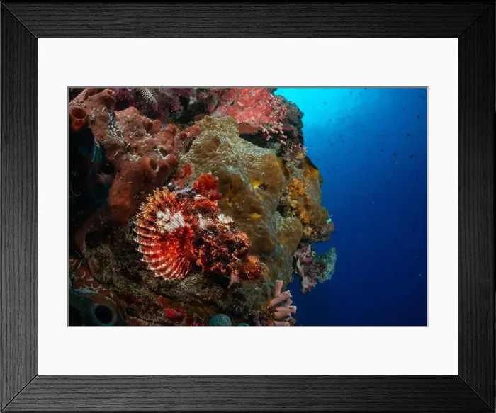 Framed Print : Bunaken Island - Reefscapes Framed Print : Bunaken Island - Reefscapes