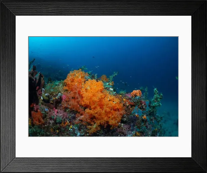 Framed Print : Reefscape - Bangka Island Framed Print : Reefscape - Bangka Island