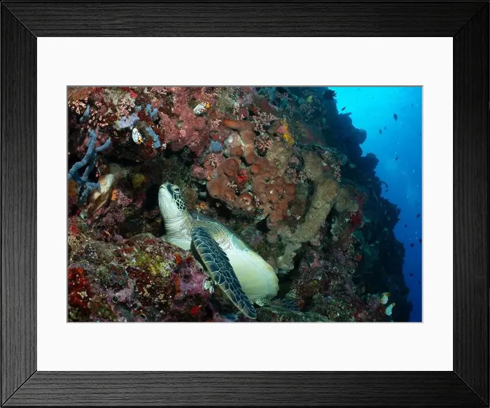 Framed Print : Bunaken Island - Reefscapes Framed Print : Bunaken Island - Reefscapes