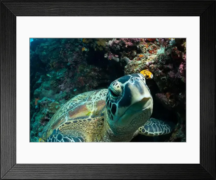 Framed Print : Bunaken Island - Reefscapes Framed Print : Bunaken Island - Reefscapes