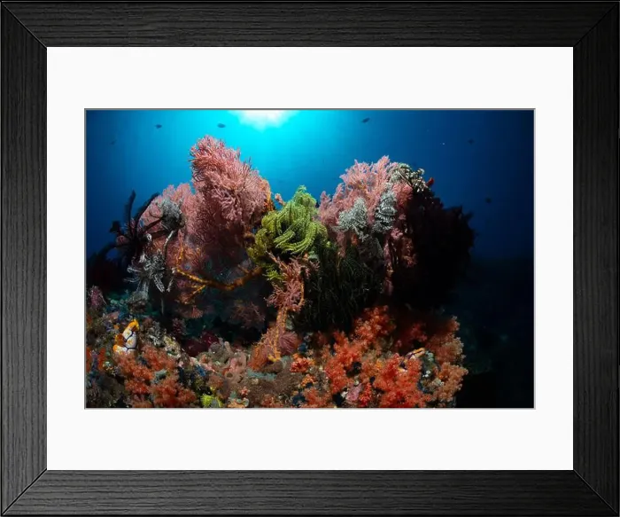 Framed Print : Reefscape - Bangka Island Framed Print : Reefscape - Bangka Island