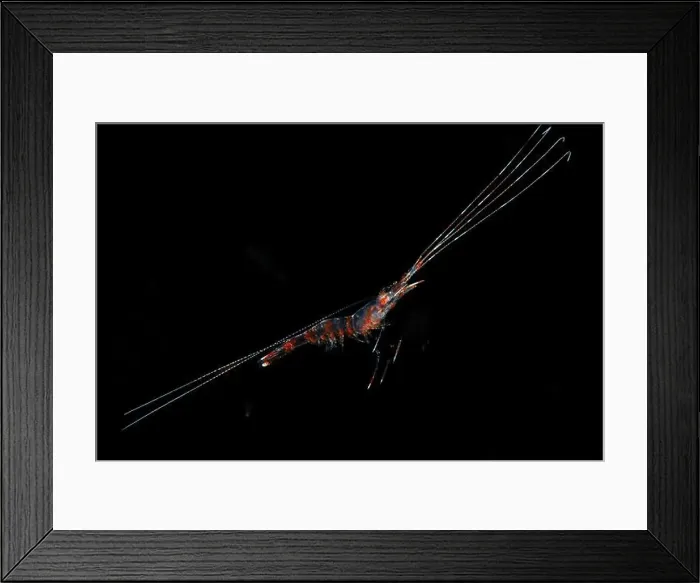 Framed Print : Black water diving Framed Print : Black water diving