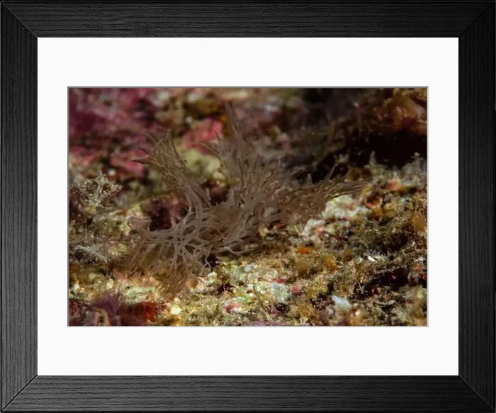 Framed Print : Melibe - Ghost Nudi Framed Print : Melibe - Ghost Nudi