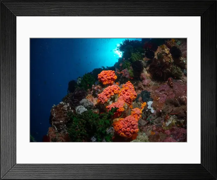 Framed Print : Reefscape - Bangka Island Framed Print : Reefscape - Bangka Island