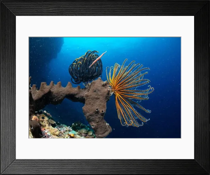Framed Print : Bunaken Island - Reefscapes Framed Print : Bunaken Island - Reefscapes