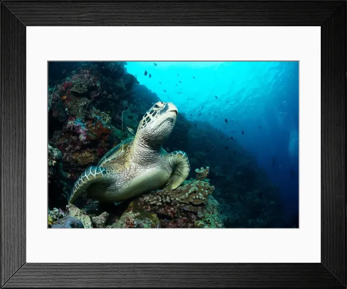 Framed Print : Bunaken Island - Reefscapes