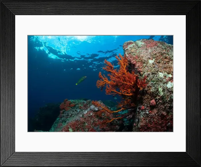 Framed Print : Reefscape - Bangka Island Framed Print : Reefscape - Bangka Island