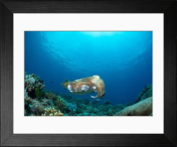 Framed Print : Reefscape - Bangka Island Framed Print : Reefscape - Bangka Island