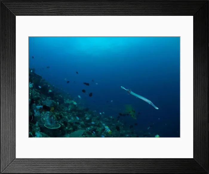 Framed Print : Reefscape - Bangka Island Framed Print : Reefscape - Bangka Island