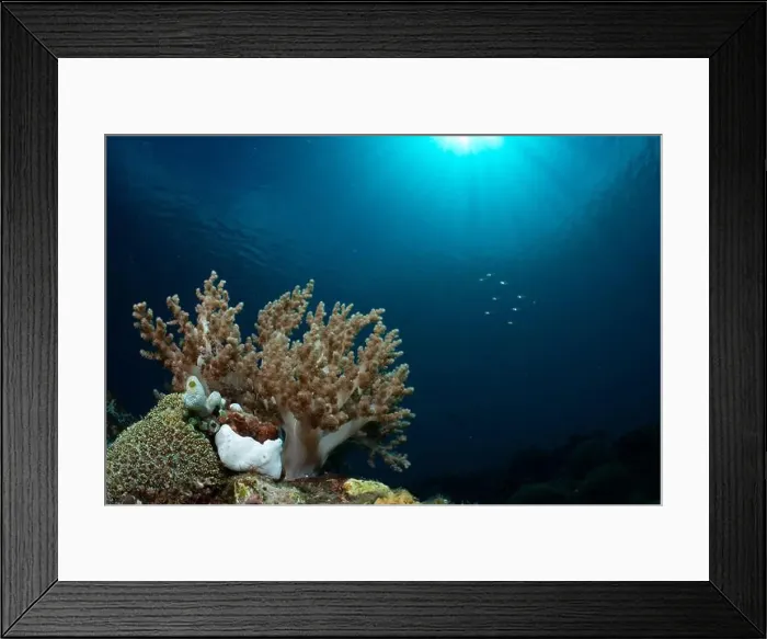 Framed Print : Bunaken Island - Reefscapes Framed Print : Bunaken Island - Reefscapes