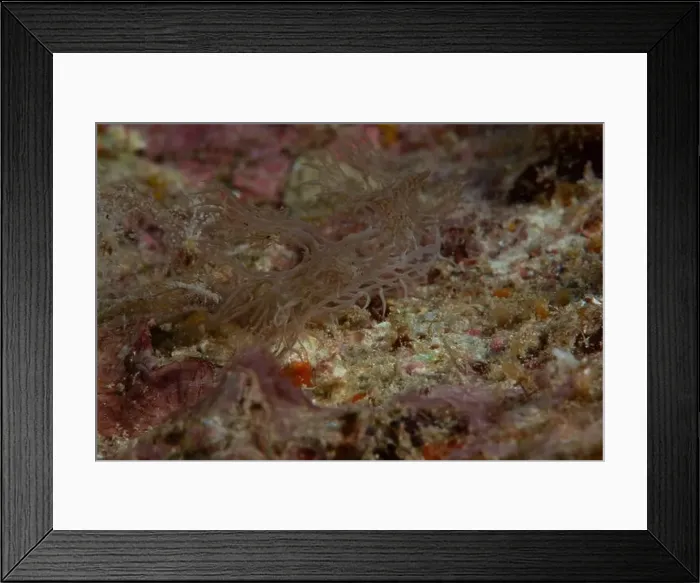 Framed Print : Melibe - Ghost Nudi Framed Print : Melibe - Ghost Nudi