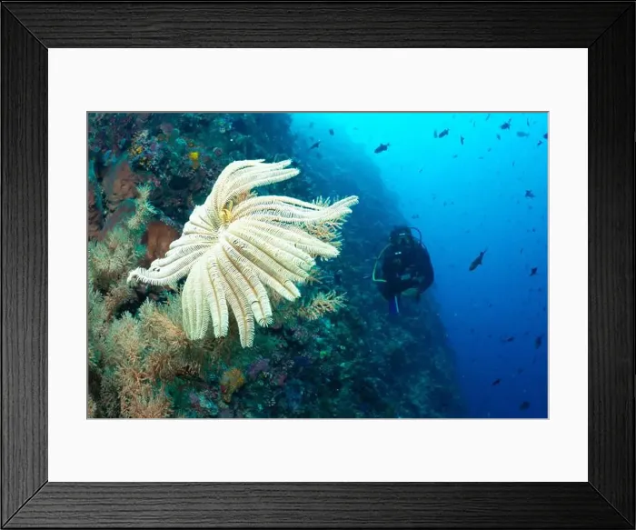 Framed Print : Bunaken Island - Reefscapes