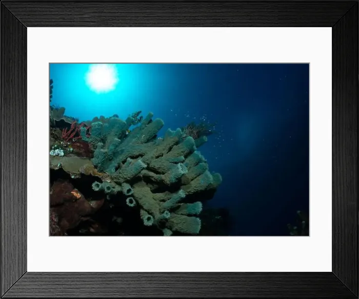 Framed Print : Bunaken Island - Reefscapes