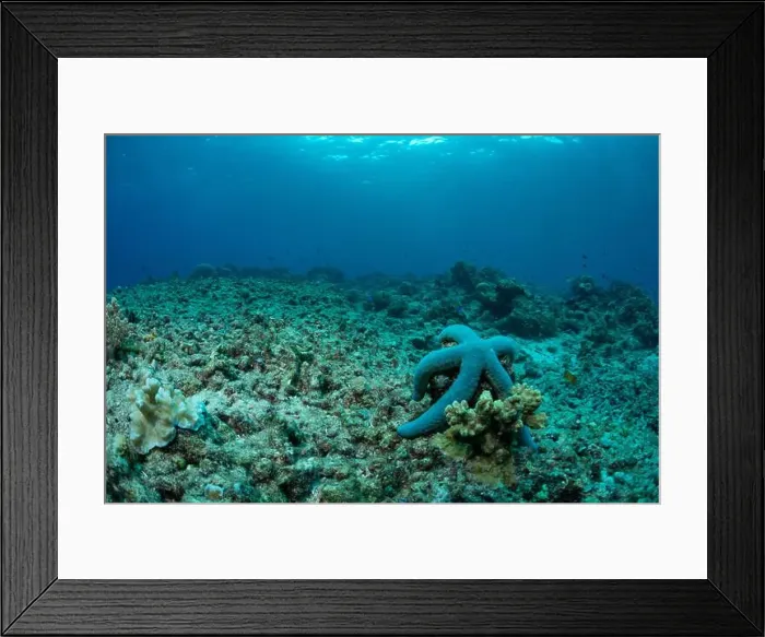 Framed Print : Bunaken Island - Reefscapes Framed Print : Bunaken Island - Reefscapes