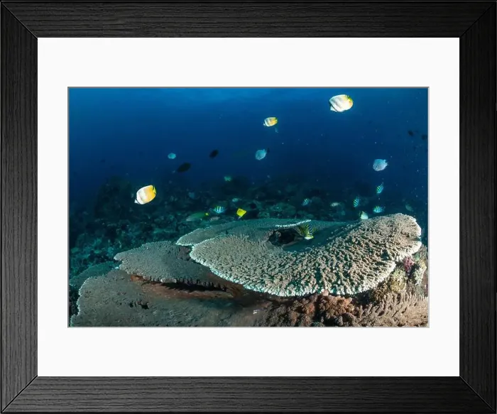 Framed Print : Reefscape - Bangka Island Framed Print : Reefscape - Bangka Island