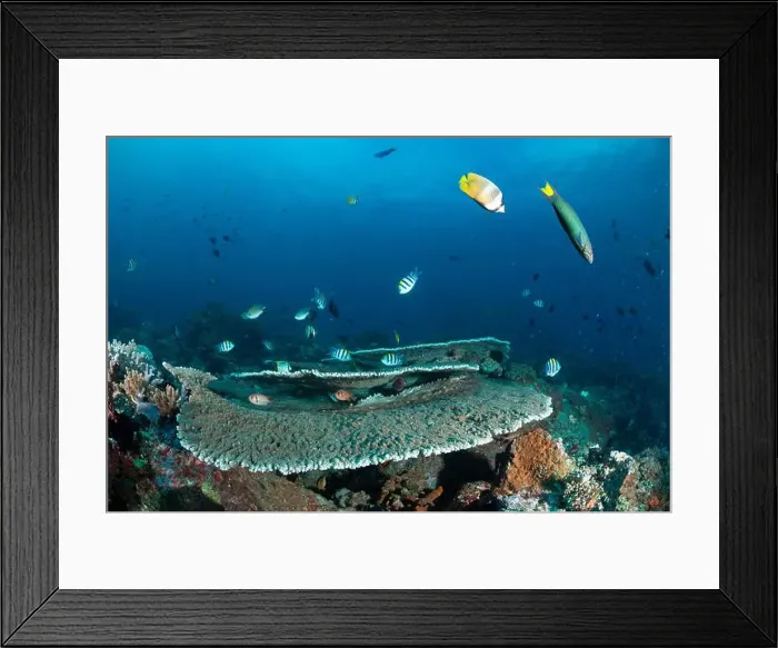 Framed Print : Reefscape - Bangka Island Framed Print : Reefscape - Bangka Island