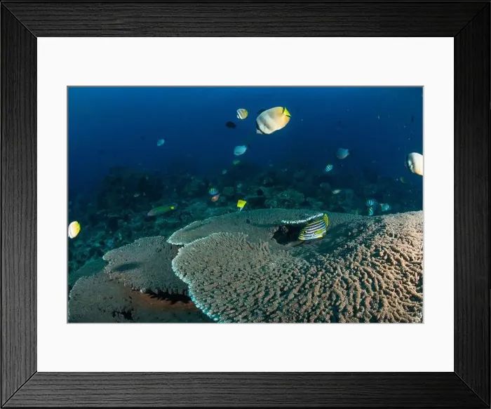 Framed Print : Reefscape - Bangka Island Framed Print : Reefscape - Bangka Island
