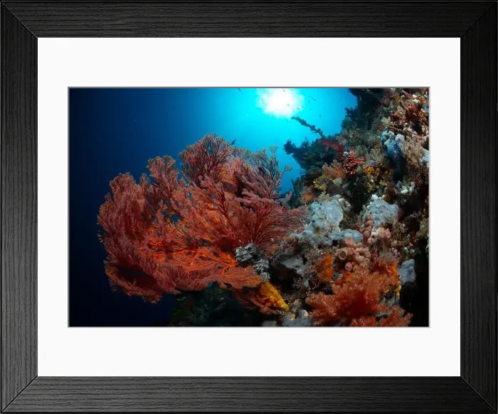 Framed Print : Reefscape - Bangka Island Framed Print : Reefscape - Bangka Island