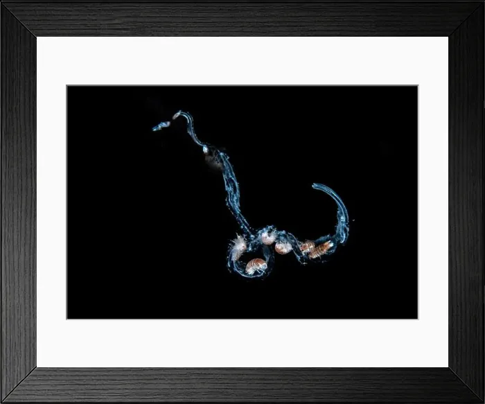 Framed Print : Black water diving Framed Print : Black water diving