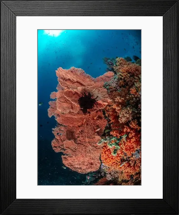 Framed Print : Reefscape - Bangka Island Framed Print : Reefscape - Bangka Island