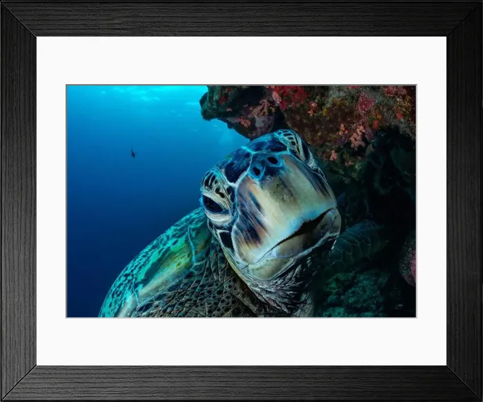 Framed Print : Bunaken Island - Reefscapes