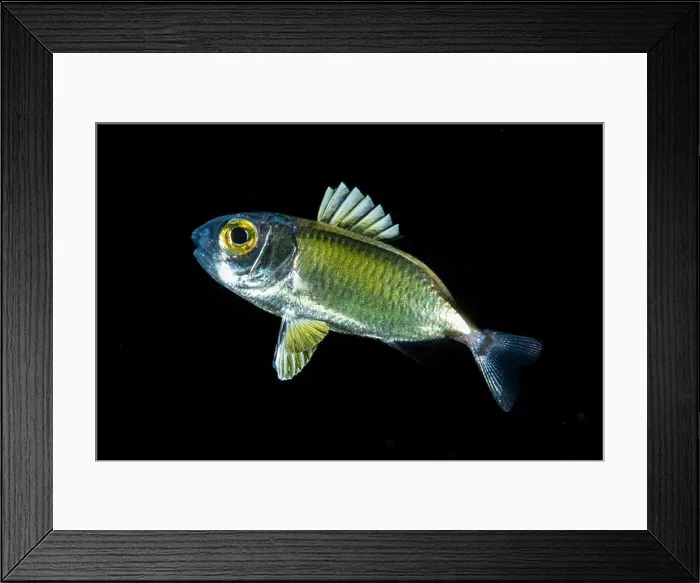 Framed Print : Black water diving Framed Print : Black water diving