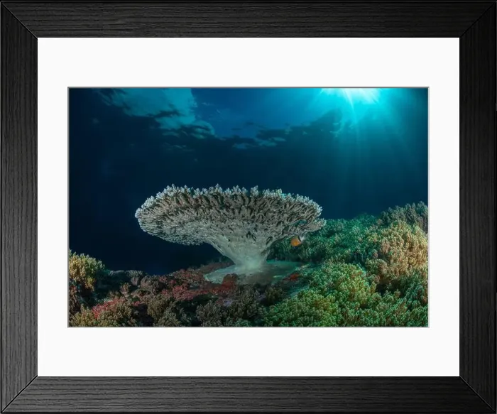 Framed Print : Reefscape - Bangka Island Framed Print : Reefscape - Bangka Island