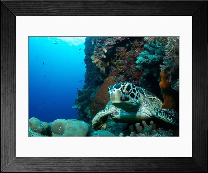Framed Print : Bunaken Island - Reefscapes