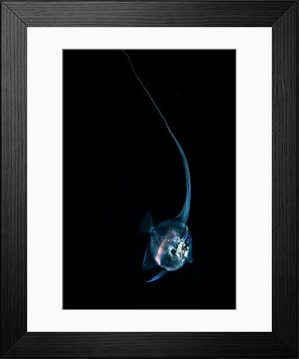 Framed Print : Black water diving Framed Print : Black water diving
