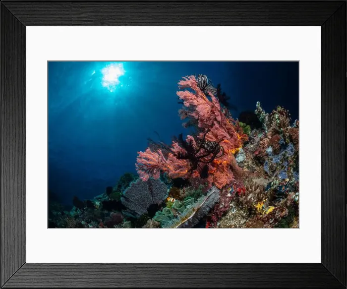 Framed Print : Reefscape - Bangka Island Framed Print : Reefscape - Bangka Island