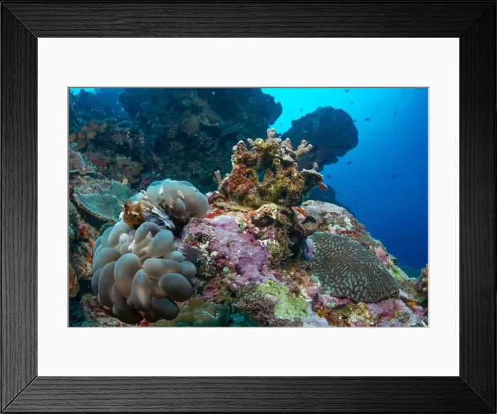 Framed Print : Bunaken Island - Reefscapes Framed Print : Bunaken Island - Reefscapes