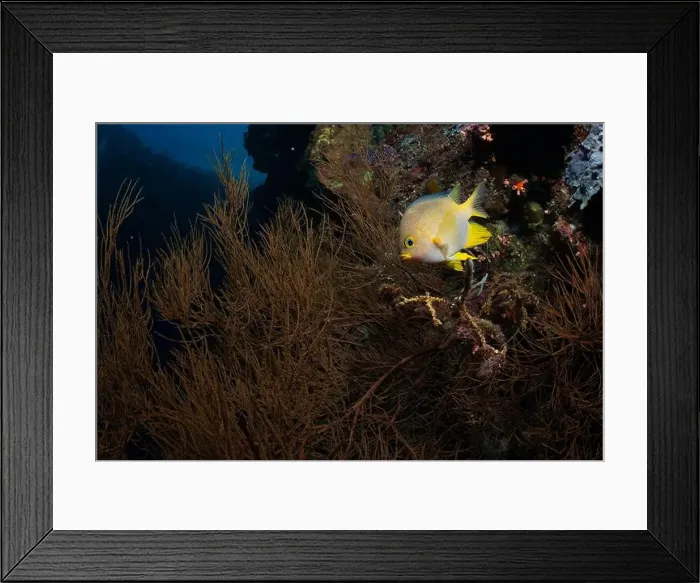 Framed Print : Bunaken Island - Reefscapes