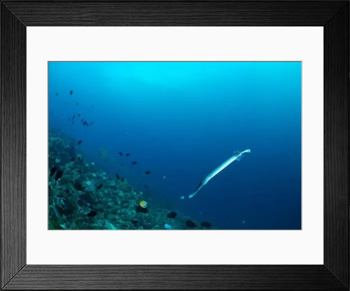 Framed Print : Reefscape - Bangka Island Framed Print : Reefscape - Bangka Island