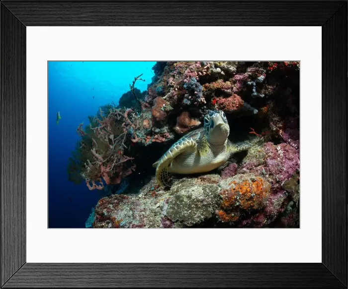 Framed Print : Bunaken Island - Reefscapes Framed Print : Bunaken Island - Reefscapes