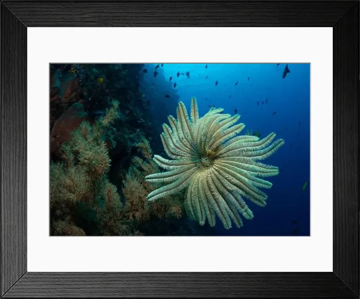 Framed Print : Bunaken Island - Reefscapes Framed Print : Bunaken Island - Reefscapes