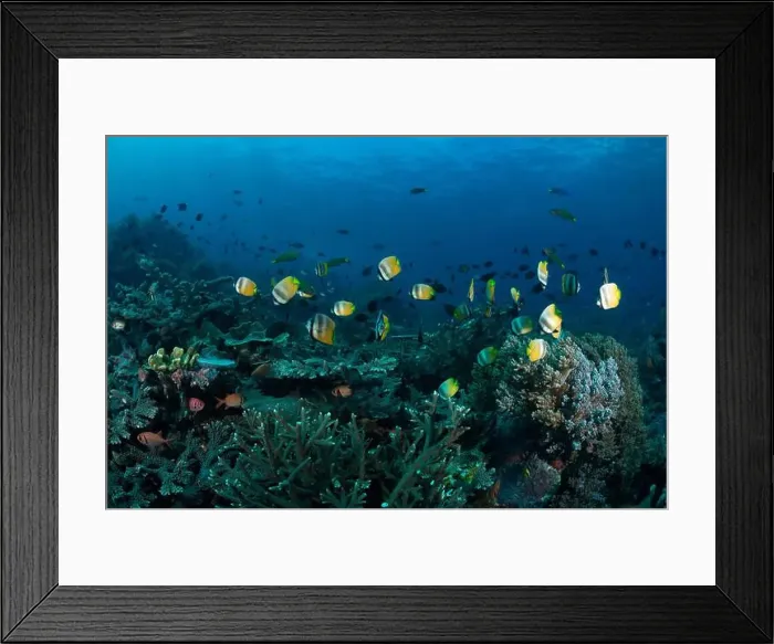 Framed Print : Reefscape - Bangka Island Framed Print : Reefscape - Bangka Island