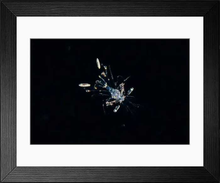 Framed Print : Black water diving Framed Print : Black water diving